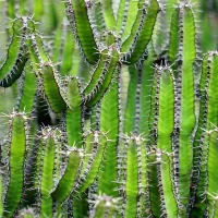 EVERYTHING YOU WANT TO KNOW ABOUT CACTUS LEATHER.